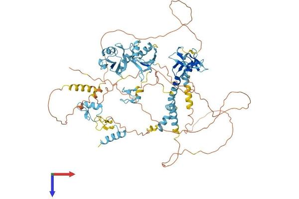 RBM5 Protein (AA 1-815) (His tag)