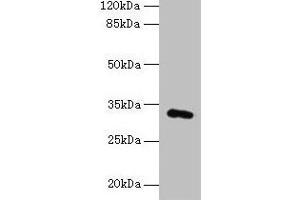 Western blot All lanes: FAM78A antibody at 0. (FAM78A Antikörper  (AA 21-283))