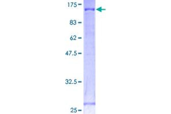 CDH18 Protein (AA 1-790) (GST tag)