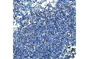 IHC analysis of Cd27 using anti-Cd27 antibody (ABIN7600813). (CD27 Antikörper  (AA 24-187))