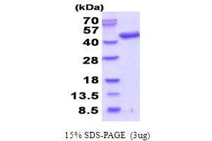 SDS-PAGE (SDS) image for Septin 3 (SEPT3) (AA 1-358) protein (His tag) (ABIN5854018) (Septin 3 Protein (SEPT3) (AA 1-358) (His tag))