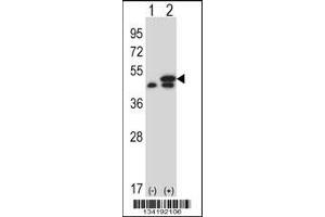 Western blot analysis of EEF1G using rabbit polyclonal EEF1G Antibody using 293 cell lysates (2 ug/lane) either nontransfected (Lane 1) or transiently transfected (Lane 2) with the EEF1G gene. (EEF1G Antikörper  (AA 208-237))