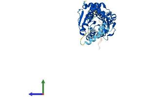 Protein Structure (PS) image for NAD(P) Dependent Steroid Dehydrogenase-Like (NSDHL) (AA 1-373) protein (His tag) (ABIN7549823)