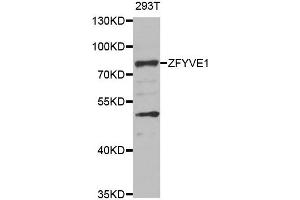Western blot analysis of extracts of 293T cell line, using ZFYVE1 antibody. (ZFYVE1 Antikörper)