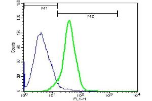 HeLa cells probed with Rabbit Anti-Ezrin Polyclonal Antibody, FITC Conjugated (ABIN675241) at 1:100 for 40 minutes (green)compared to control cells (blue). (Ezrin Antikörper  (AA 455-586) (FITC))