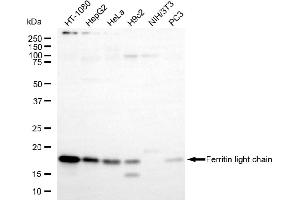 Western blotting analysis using ferritin light chain antibody (ABIN7798597). (FTL Antikörper)