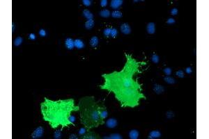 Anti-TULP3 mouse monoclonal antibody (ABIN2455457) immunofluorescent staining of COS7 cells transiently transfected by pCMV6-ENTRY TULP3 (RC207595). (TULP3 Antikörper)