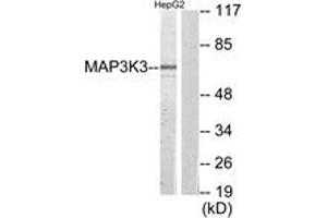 Western blot analysis of extracts from HepG2 cells, using MAP3K3 Antibody. (MAP3K3 Antikörper  (AA 101-150))