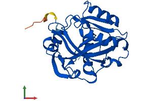 Protein Structure (PS) image for IPP Isomerase 2 (IDI2) (AA 1-227) protein (His tag) (ABIN7558510)