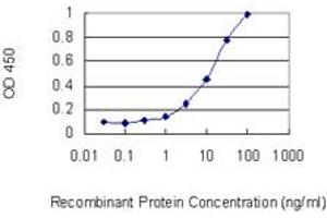 Detection limit for recombinant GST tagged C2orf62 is 0. (C2orf62 Antikörper  (AA 1-387))