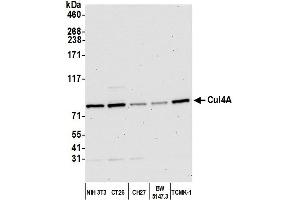 Western Blotting (WB) image for anti-Cullin 4A (CUL4A) (C-Term) antibody (ABIN7453591) (Cullin 4A Antikörper  (C-Term))