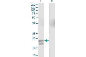 Western Blot analysis of GCG expression in transfected 293T cell line by GCG monoclonal antibody (M01), clone 2D3-2B11. (Glucagon Antikörper  (AA 1-180))