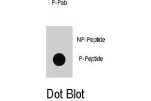 Dot blot analysis of DNMT1 (phospho S714) polyclonal antibody  on nitrocellulose membrane. (DNMT1 Antikörper  (pSer714))