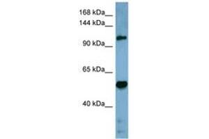 Image no. 1 for anti-COBL-Like 1 (COBLL1) (AA 899-948) antibody (ABIN6741782) (COBLL1 Antikörper  (AA 899-948))