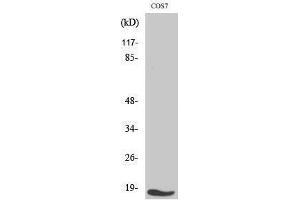 Western Blotting (WB) image for anti-Transforming Growth Factor, alpha (TGFA) (C-Term) antibody (ABIN3187246) (TGFA Antikörper  (C-Term))