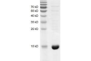 BRD7 Protein (AA 129-236) (His tag,DYKDDDDK Tag)