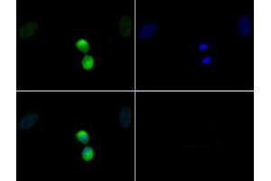 Immunofluorescence of Rabbit Anti-Histone H3 [p Thr11] Antibody. (Histone 3 Antikörper  (pThr11))