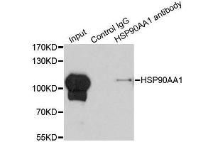 Immunoprecipitation analysis of 200ug extracts of HeLa cells using 1ug HSP90AA1 antibody. (HSP90AA1 Antikörper  (AA 433-732))