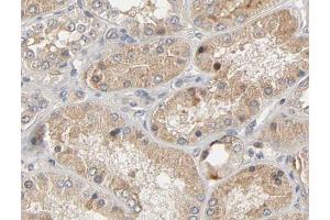 ABIN6267474 at 1/200 staining human kidney tissue sections by IHC-P. (AKT1 Antikörper  (pSer473))