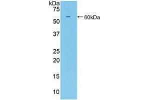 Western blot analysis of recombinant Mouse CD34. (CD34 Antikörper  (AA 36-287))