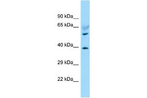 WB Suggested Anti-LPAR6 Antibody Titration: 1. (LPAR6 Antikörper  (C-Term))