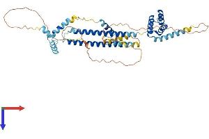 PBX1 Protein (AA 1-430) (His tag)