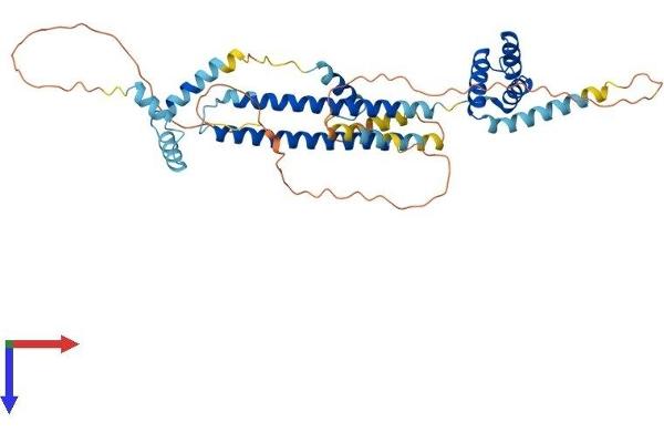 PBX1 Protein (AA 1-430) (His tag)