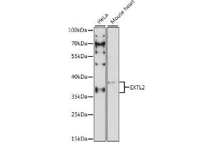 Western blot analysis of extracts of various cell lines, using EXTL2 antibody (ABIN7267066) at 1:1000 dilution. (EXTL2 Antikörper  (AA 41-330))