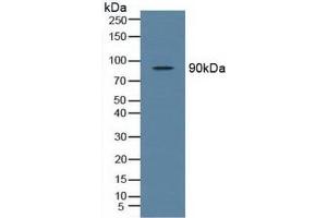 Western blot analysis of Rat Testis Tissue. (TBK1 Antikörper  (AA 9-310))