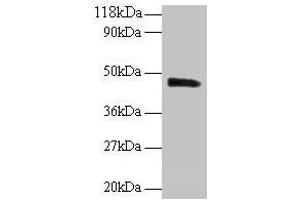 Western blot All lanes: PICK1 antibody at 2 μg/mL + Mouse brain tissue Secondary Goat polyclonal to rabbit IgG at 1/10000 dilution Predicted band size: 47, 40 kDa Observed band size: 47 kDa (PICK1 Antikörper  (AA 1-200))