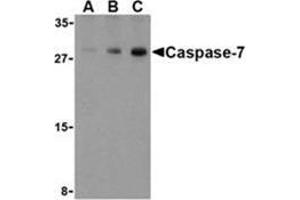 Western blot analysis of Caspase-7 in human skeletal muscle cell lysate with Caspase-7 antibody at (A) 0. (Caspase 7 Antikörper  (C-Term))