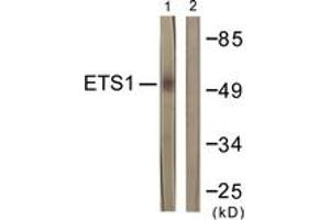 Western Blotting (WB) image for anti-V-Ets erythroblastosis Virus E26 Oncogene Homolog 1 (Avian) (ETS1) (AA 11-60) antibody (ABIN2888658) (ETS1 Antikörper  (AA 11-60))