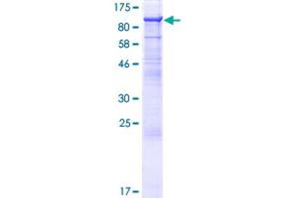 KIRREL3 Protein (AA 1-778) (GST tag)