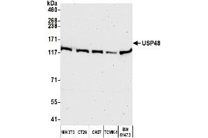 Western Blotting (WB) image for anti-Ubiquitin Specific Peptidase 48 (USP48) (AA 985-1035) antibody (ABIN7450886)