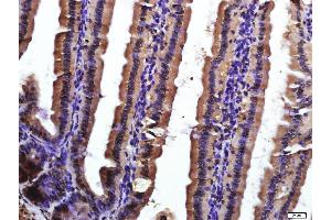 Paraformaldehyde-fixed, paraffin embedded mouse intestine, Antigen retrieval by boiling in sodium citrate buffer (pH6. (CD9 Antikörper  (AA 101-200))