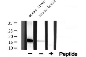 Western blot analysis of extracts of various tissue ,using RPL35 antibody (RPL35 Antikörper  (C-Term))