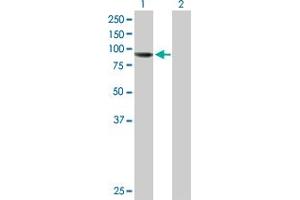 Western Blot analysis of AGBL5 expression in transfected 293T cell line by AGBL5 MaxPab polyclonal antibody. (AGBL5 Antikörper  (AA 1-724))