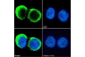 Immunofluorescence staining of fixed Daudi cells with anti-CD37 antibody G28-1. (Rekombinanter CD37 Antikörper)