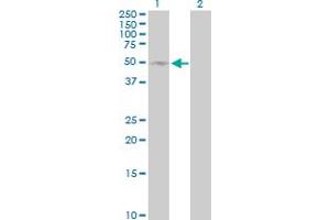 Western Blot analysis of SELL expression in transfected 293T cell line by SELL MaxPab polyclonal antibody. (L-Selectin Antikörper  (AA 1-372))