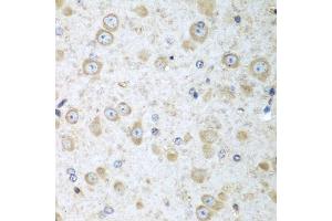Immunohistochemistry of paraffin-embedded mouse brain using TRH antibody (ABIN5974664) at dilution of 1/100 (40x lens). (TRH Antikörper)
