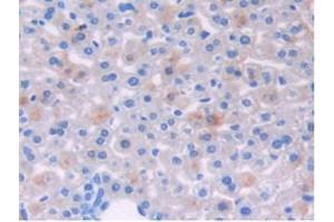 IHC-P analysis of Mouse Liver Tissue, with DAB staining. (Growth Hormone Receptor Antikörper  (AA 36-266))