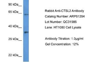 Western Blotting (WB) image for anti-Cathepsin L2 (CTSL2) (C-Term) antibody (ABIN2788750) (Cathepsin L2 Antikörper  (C-Term))