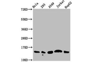 Western Blot Positive WB detected in: Hela whole cell lysate, 293 whole cell lysate, A549 whole cell lysate, Jurkat whole cell lysate, HepG2 whole cell lysate (all treated with 30 mM sodium butyrate for 4h) All lanes: HIST1H2AG antibody at 1. (HIST1H2AG Antikörper  (acLys13))