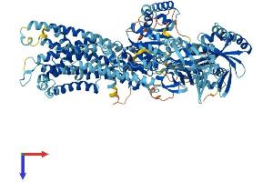 ATP8A2 Protein (AA 1-1148) (His tag)