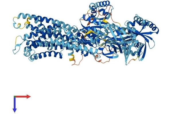 ATP8A2 Protein (AA 1-1148) (His tag)