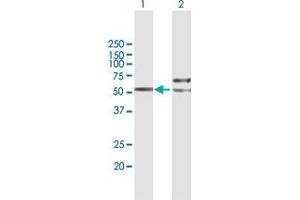 Western Blot analysis of TUBB4Q expression in transfected 293T cell line by TUBB4Q MaxPab polyclonal antibody. (TUBB7P Antikörper  (AA 1-434))