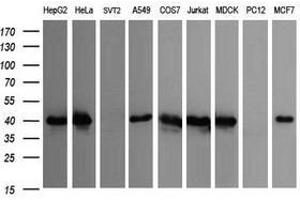Image no. 1 for anti-Cell Division Cycle 123 Homolog (CDC123) antibody (ABIN1497388) (CDC123 Antikörper)