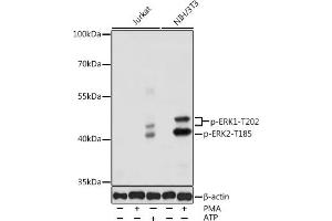 Western blot analysis of extracts of various cell lines, using Phospho-ERK1-T202 antibody (ABIN3019886, ABIN3019887, ABIN3019888 and ABIN1681793) at 1:1000 dilution. (ERK1 Antikörper  (pThr185))