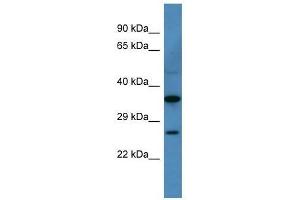 Cacng1 antibody used at 0. (CACNG1 Antikörper  (N-Term))