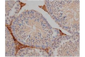 ABIN6267356 at 1/200 staining Mouse testis tissue sections by IHC-P. (MAPT Antikörper  (pSer404))